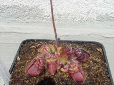 Cephalotus follicularis